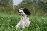SETTER ANGLAIS 305